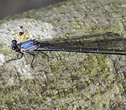 Damselfly